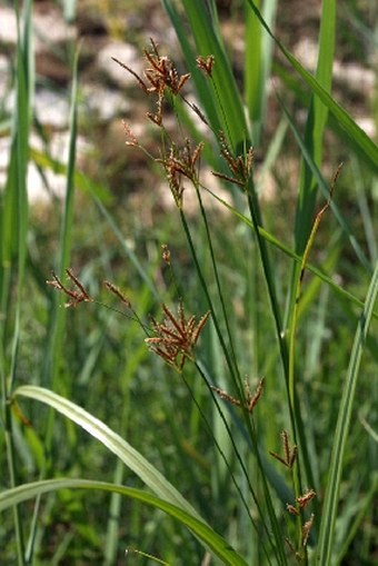 Cyperus longus