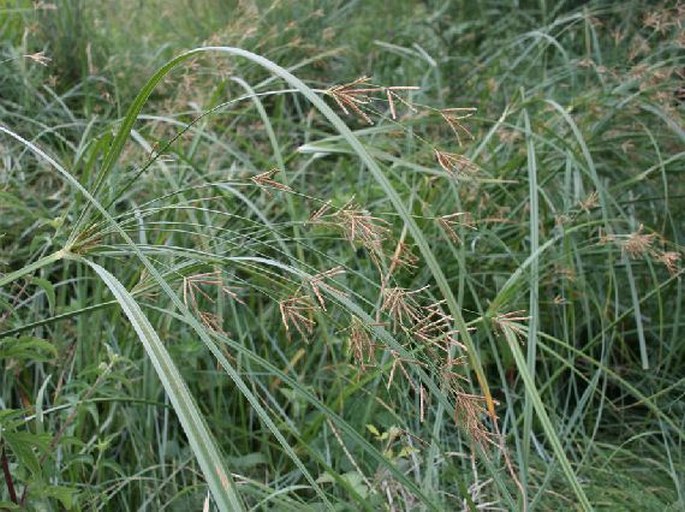 Cyperus longus