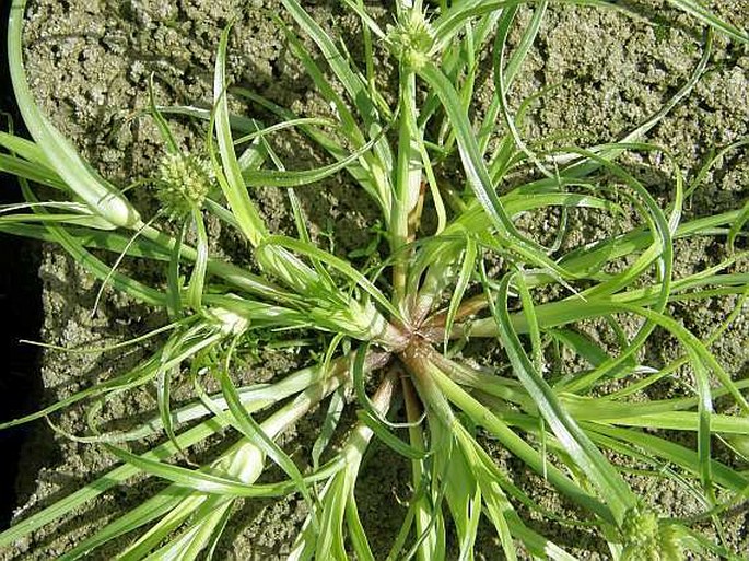 Cyperus michelianus