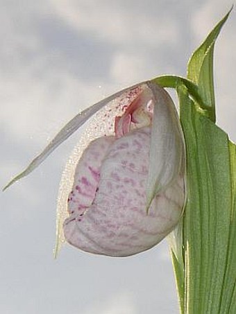 Cypripedium formosanum