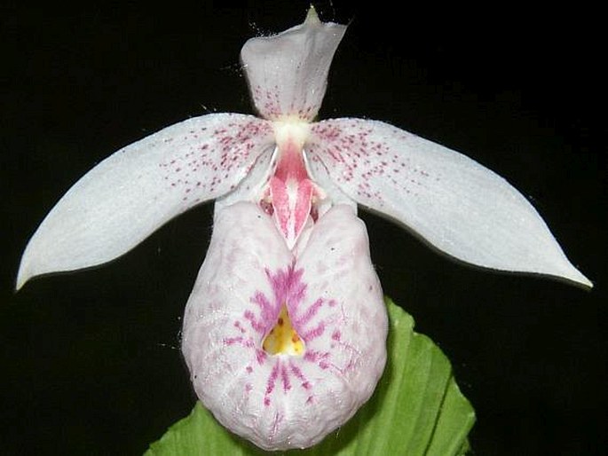 Cypripedium formosanum