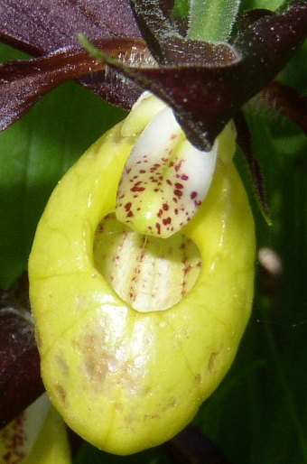 Cypripedium calceolus