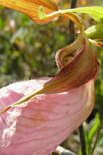 Cypripedium acaule