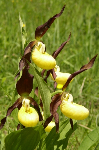 Cypripedium calceolus