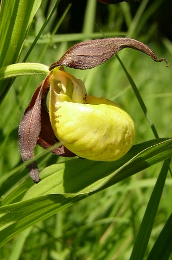 Cypripedium calceolus