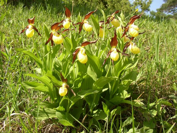 Cypripedium calceolus