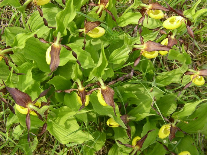 Cypripedium calceolus