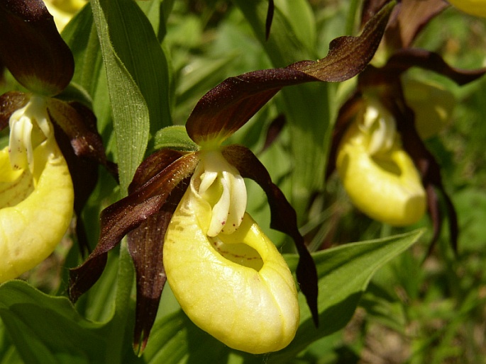 Cypripedium calceolus