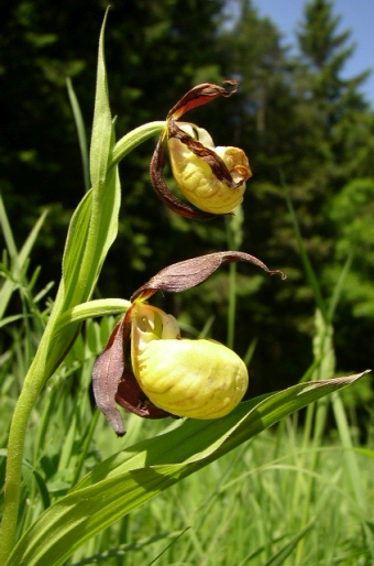 Cypripedium calceolus