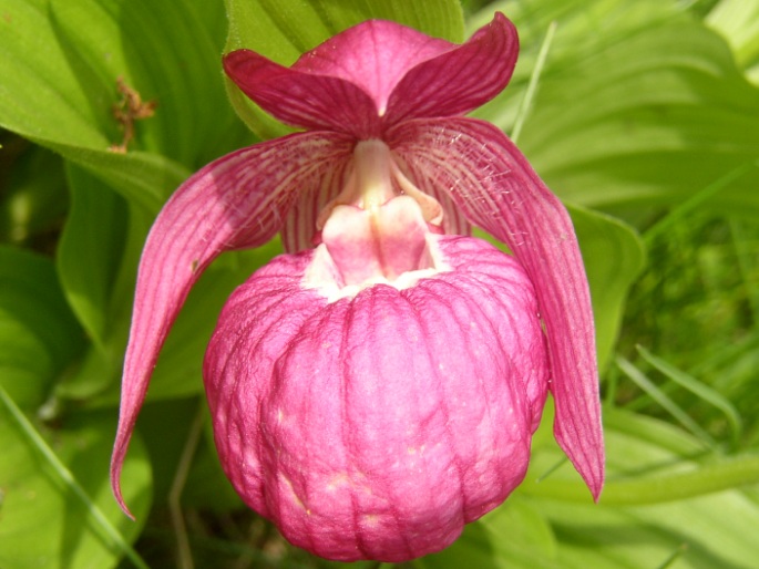 Cypripedium macranthos