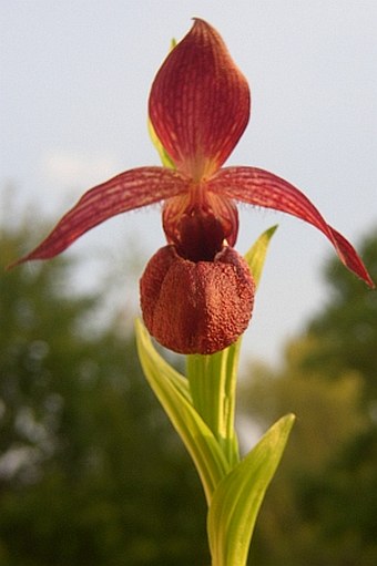 Cypripedium calcicola