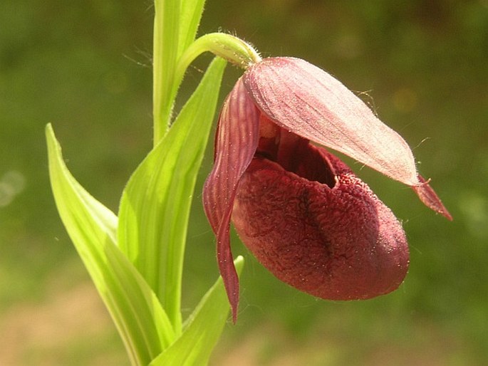 Cypripedium calcicola