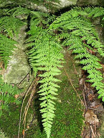 Cystopteris bulbifera