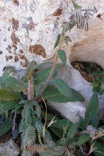 Cystostemon socotranum