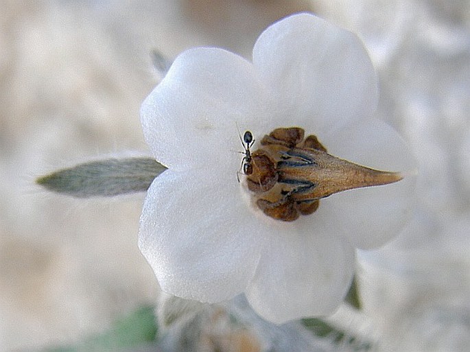 CYSTOSTEMON SOCOTRANUM Balf. f.