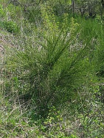 Cytisus scoparius