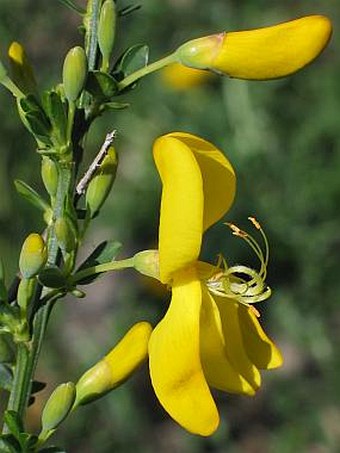 Cytisus scoparius