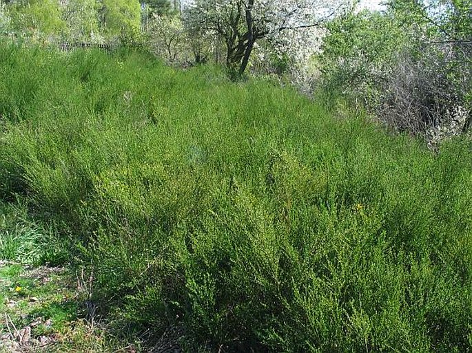 Cytisus scoparius