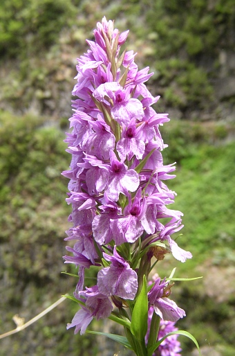 Dactylorhiza foliosa