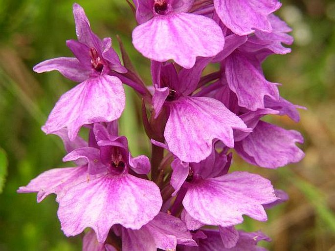 Dactylorhiza foliosa