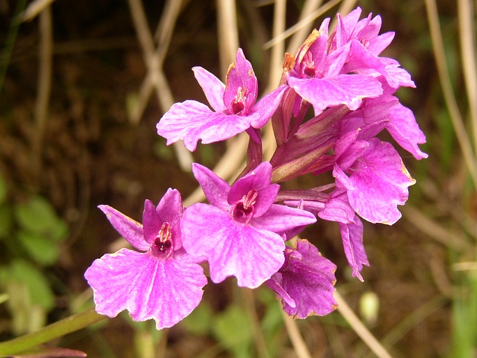 DACTYLORHIZA FOLIOSA (Rchb. f.) Soó – prstnatec / vstavačovec