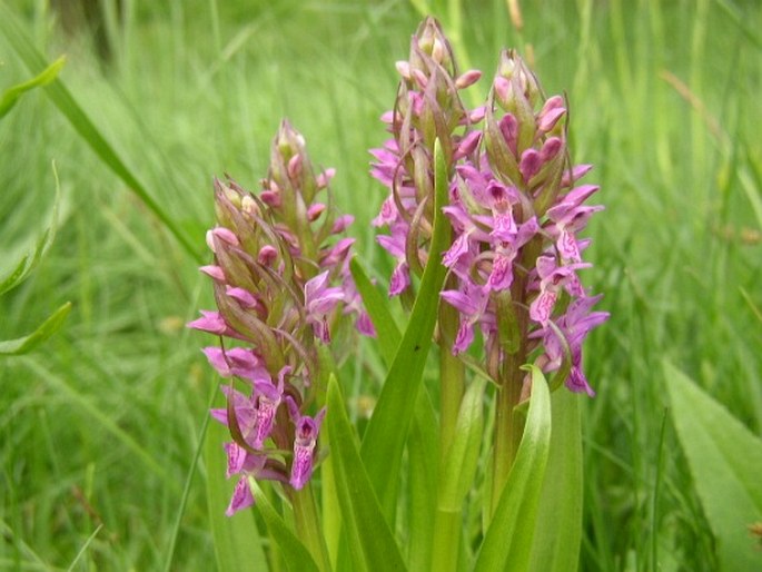 DACTYLORHIZA INCARNATA (L.) Soó – prstnatec pleťový / vstavačovec strmolistý