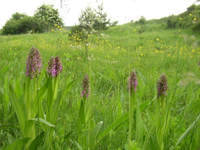 Dactylorhiza incarnata