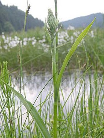 Dactylorhiza maculata transsilvanica