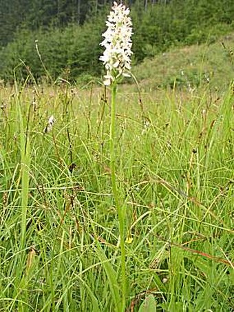 Dactylorhiza maculata transsilvanica