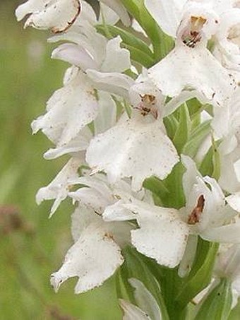 Dactylorhiza maculata transsilvanica