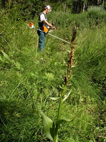 kosení biotopu Dactylorhiza majalis