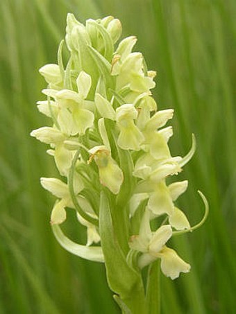 Dactylorhiza ochroleuca