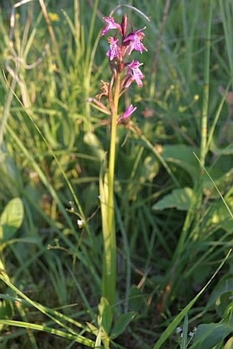 Dactylorhiza curvifolia