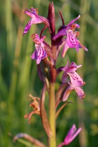 Dactylorhiza curvifolia