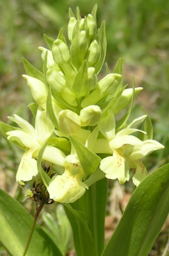 Dactylorhiza sambucina