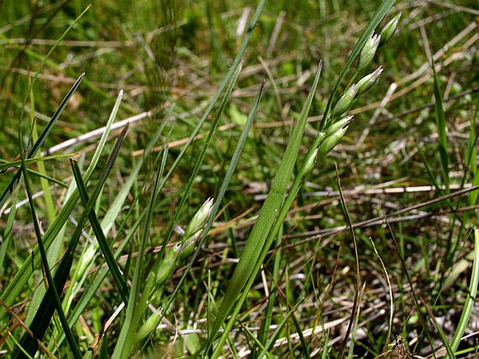 Danthonia decumbens