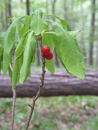 Daphne mezereum