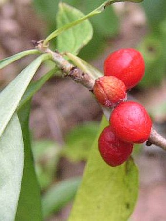 Daphne mezereum