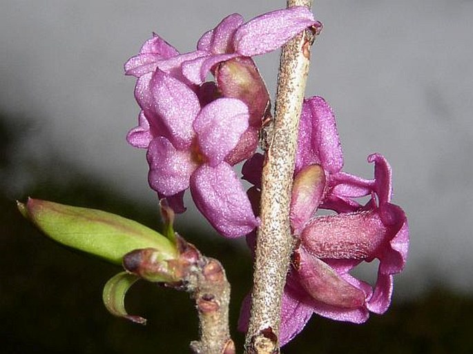 DAPHNE MEZEREUM L. – lýkovec jedovatý / lykovec jedovatý