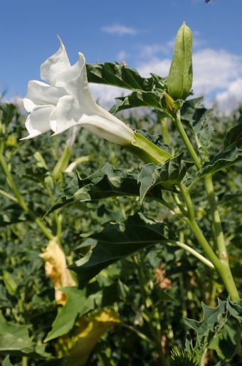 Datura stramonium