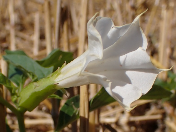 Datura stramonium