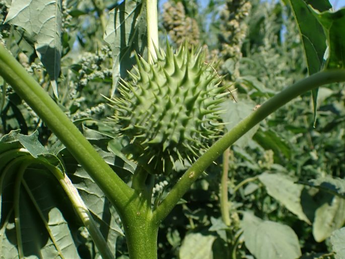 Datura stramonium