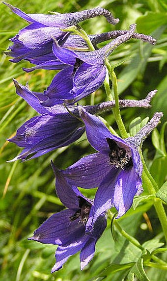 Delphinium oxysepalum