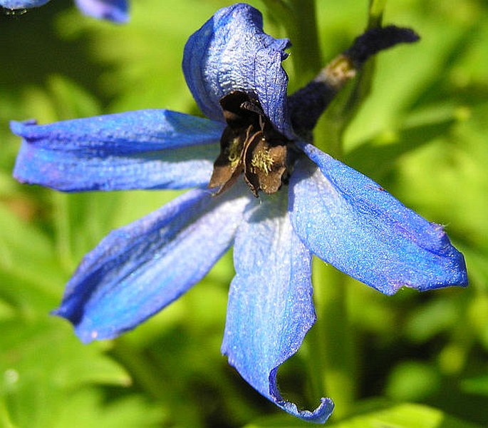 DELPHINIUM OXYSEPALUM Borbás et Pax - stračka karpatská / stračonôžka tatranská