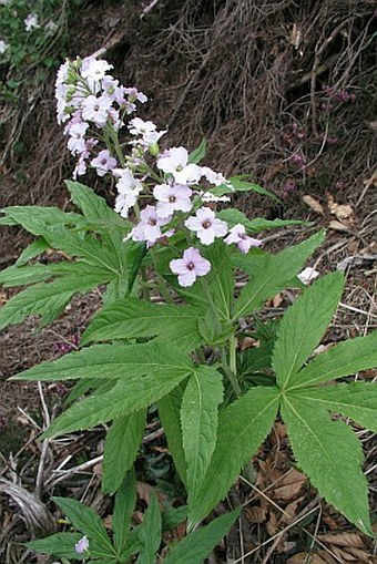 Dentaria pentaphyllos