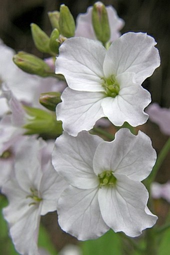 Dentaria pentaphyllos