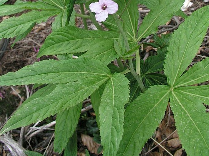 Dentaria pentaphyllos