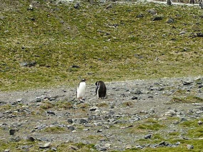 Deschampsia antarctica