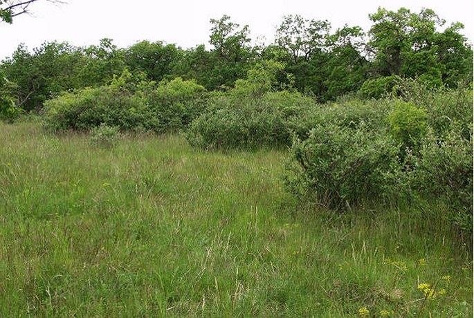 Doupovská pahorkatina, Dětaňský chlum – přírodní rezervace