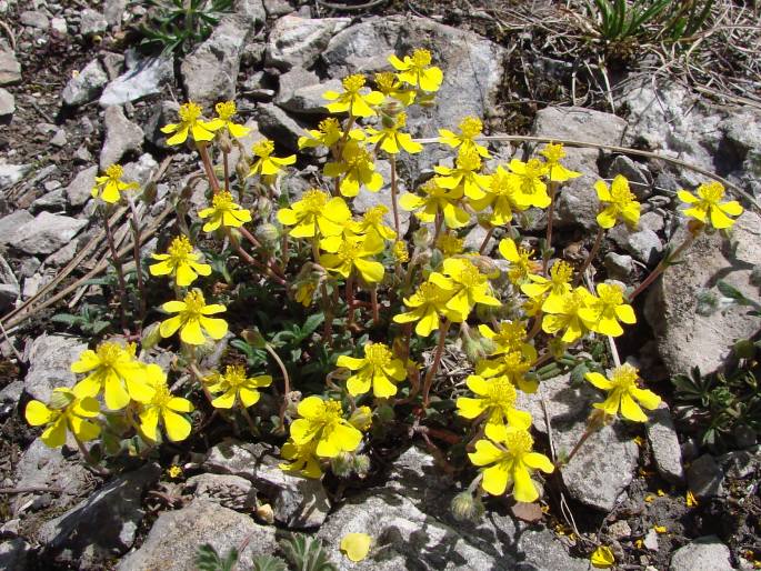 Helianthemum canum